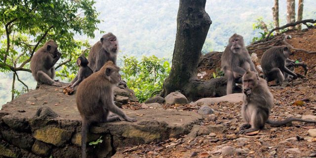 Monkey Forest