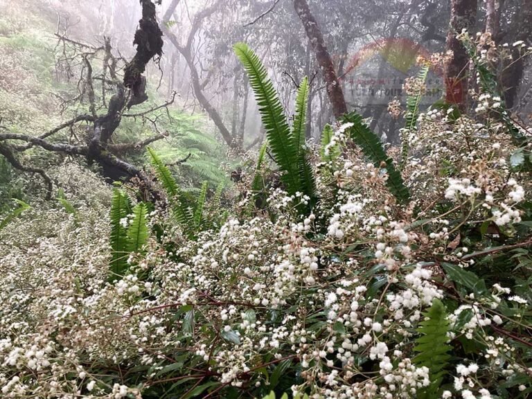Senaru Forest Trail