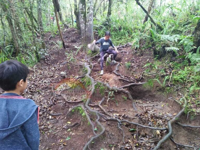 Senaru Forest Trail