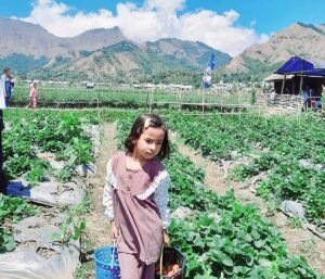 Sembalun Strawberry